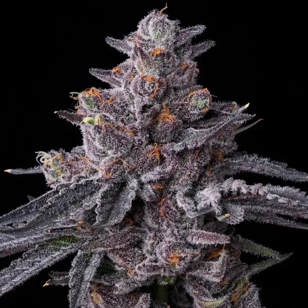 Zillions Cannabis Seeds by Barney's Farm