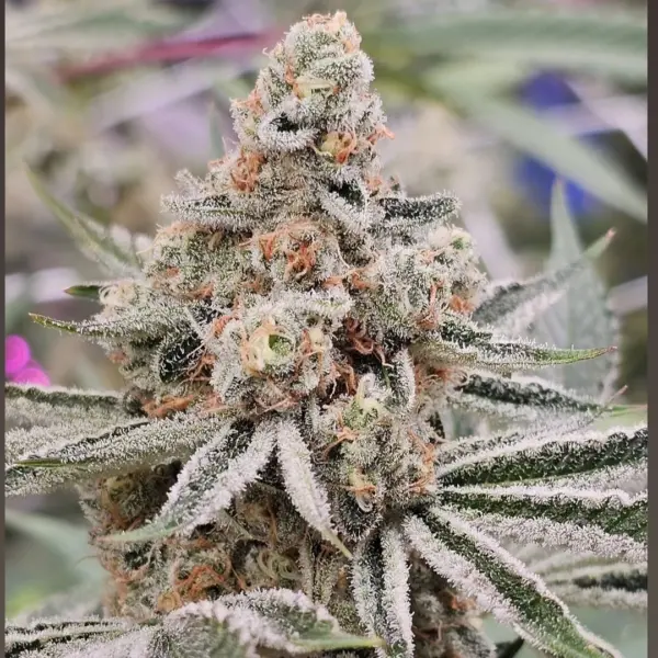 Zushi Banger Cannabis Seeds by In House Genetics